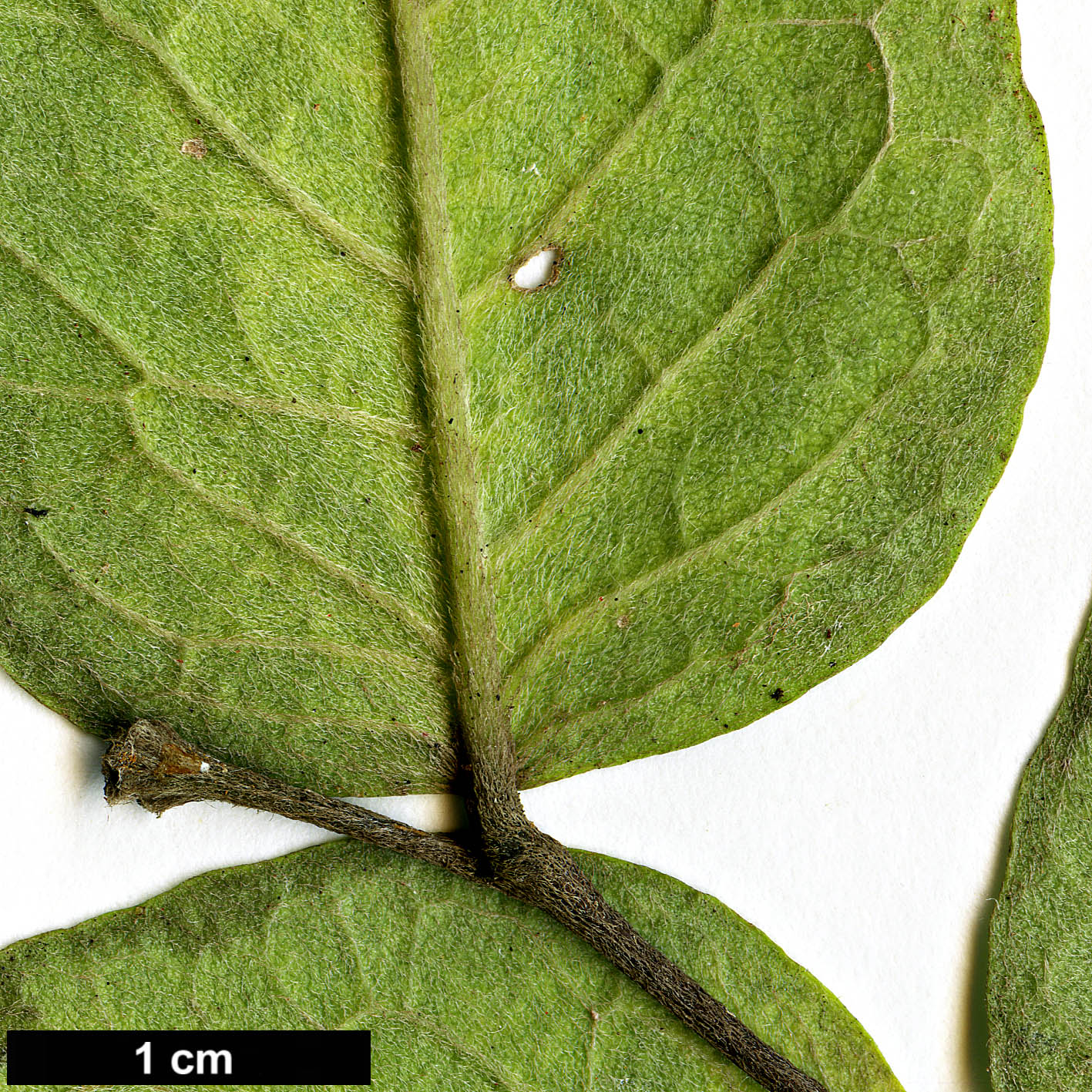 High resolution image: Family: Thymelaeaceae - Genus: Wikstroemia - Taxon: sikokiana